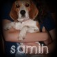 Sam

Busco Pocket Beagle macho

Saludos.
